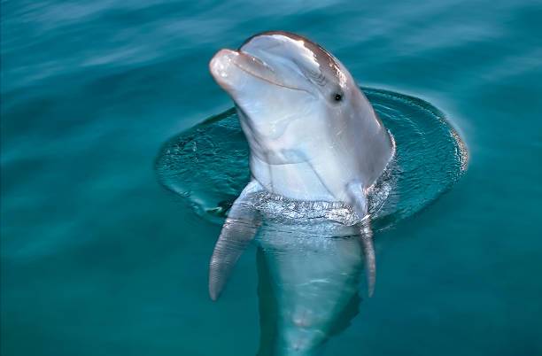 Hallan un delfín muerto a tiros en Luisiana