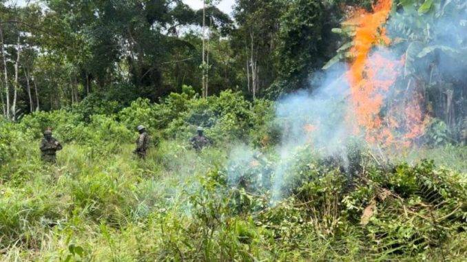 Las FF.AA. destruyen 10 000 plantas de coca en Sucumbíos