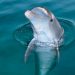 Hallan un delfín muerto a tiros en Luisiana